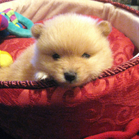 Pomeranian puppy