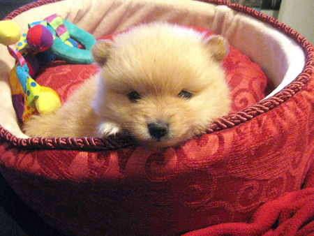 Pomeranian puppy - dogs, animals