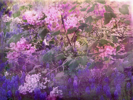 Lilacs - lilacs, flowers