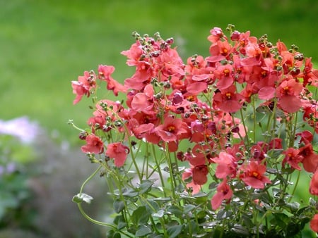 Red flowers - flowers, red