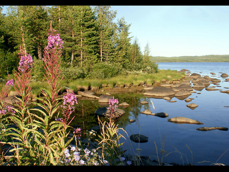 Flowers by the lake - flowers, lakes