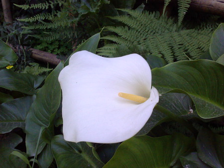 lily - white, lily