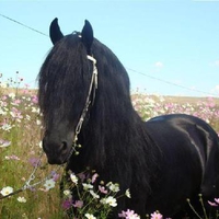 Flower Power Erwin