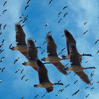 Cranes migration