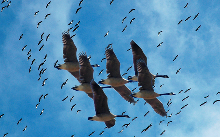 Cranes migration - migration, sky, animals, cranes, crane, bird, oiseau, clouds, blue, beautiful, animal, grue, wading bird, birds