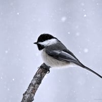 Coal Tit in winter