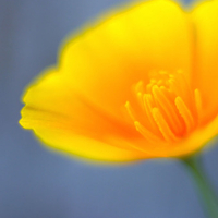 yellow flower