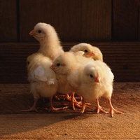 cute little chicks