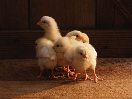 cute little chicks - chick, farm, oiseau, bird, chicken, yellow, baby, chicks, oiseaux, cute, birds