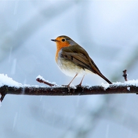 Robin in winter