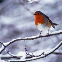 Robin in a cold winter