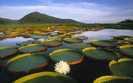 Sea of nenufars - calm, nenufar