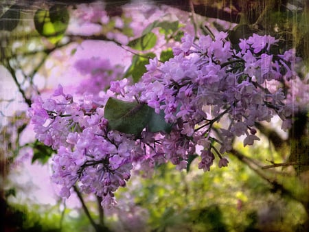 Lilacs - lilacs, flowers