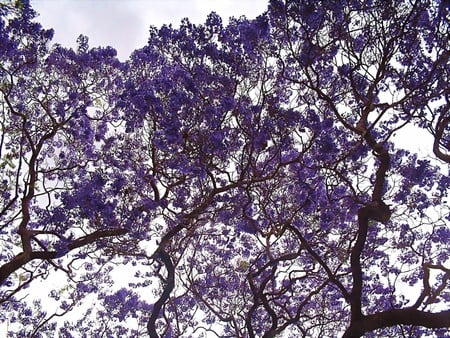 Purple sky - nature, flowers