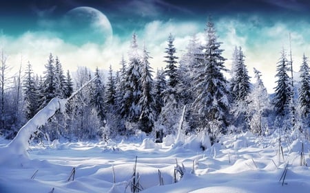 snow forest