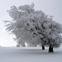 Trees in Winter