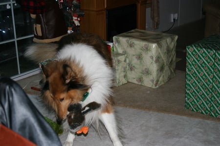 Santa Came Last Night - dogs, collie