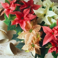 Poinsettias