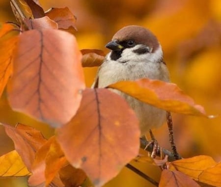 Sparrow on the Branches