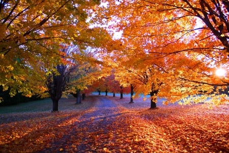 Autumn Road - trees, road, park, autumn