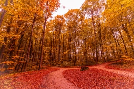 Autumn park - forest, trees, road, autumn