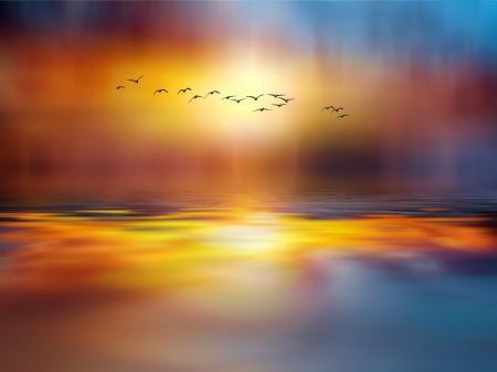 A Flock of Gulls - birds, sunset, nature, flock, sea, reflection