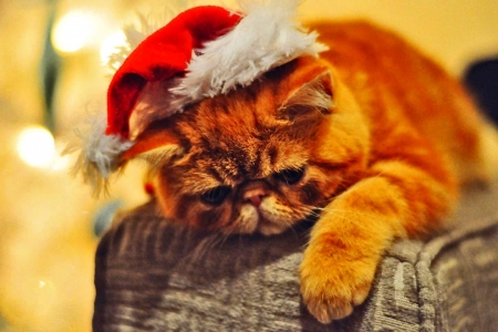 Christmas Spirit - kitten, santa hat, cute, sweet face, Christmas, cat