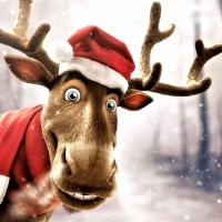 Cool Reindeer