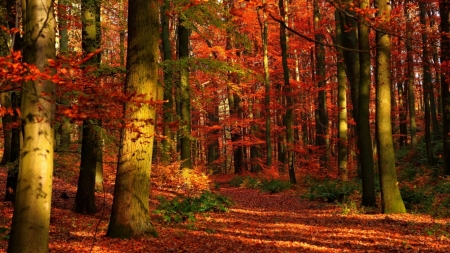 Autumn woods - Colours, Autumn, Woods, Fall