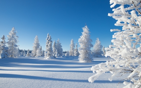 Winter - northwest territories, winter, peisaj, white, kakisa, snow, blue, canada, tree