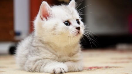 Fluffy Kitten - animal, fluffy, cat, kitten