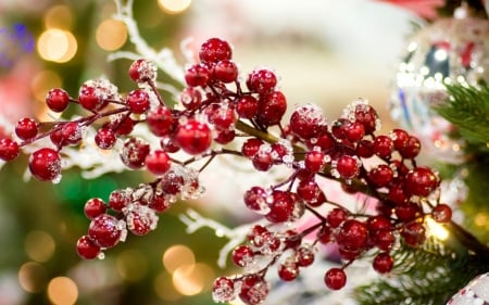 Merry Christmas! - red, berry, bokeh, craciun, yellow, christmas, green