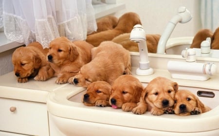 Retriever Puppies - animal, cute, dog, puppies