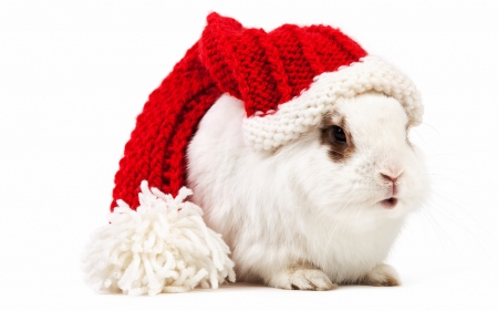 Merry Christmas! - red, cute, craciun, christmas, white, rabbit, hat, santa, bunny