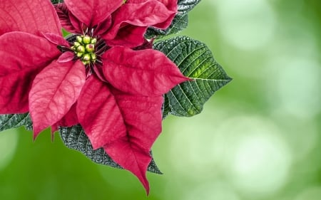 Christmas flower - poinsettia, red, flower, bokeh, craciun, christmas, green