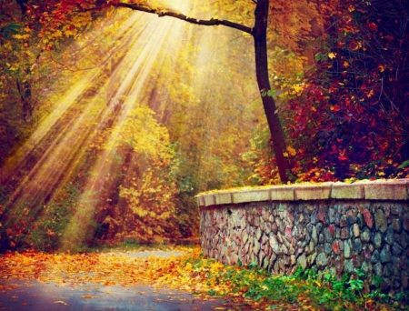 Nature - trees, nature, rays, autumn