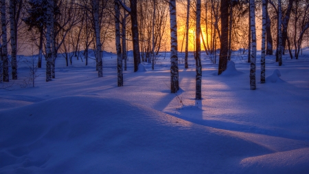 Winter Sunset - forest, trees, sunset, snow