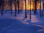 Winter Sunset