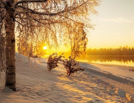 Winter Sunset - trees, sunset, nature, snow, lake, forest