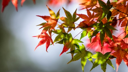 Autumn leaves - red, nature, green, autumn