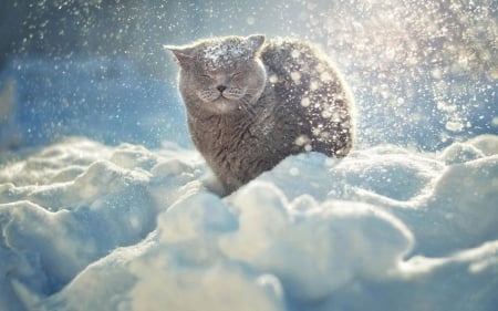 Cat enjoying the snow - cat, winter, animals, snow