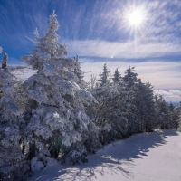 Sun shining bright on the snowy trees