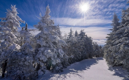 Sun shining bright on the snowy trees - shining bright, forest, winter, trees, sun, snow