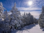 Sun shining bright on the snowy trees