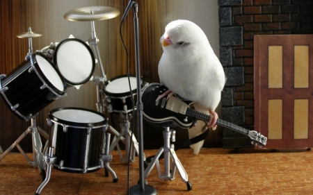 The parrot's band - bird, band, parrot, music, guitar, white, funny, cute, drumm