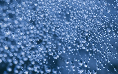 Water drops - web, spider, nature, blue, dew, water drops, texture