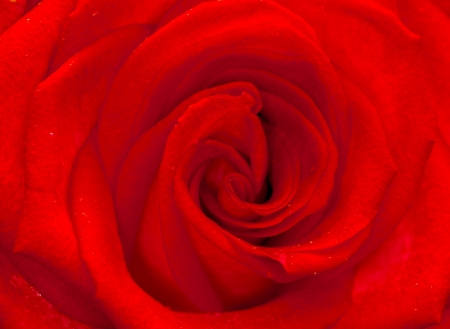 áƒ¦â¤áƒ¦ - red, flower, rose, macro