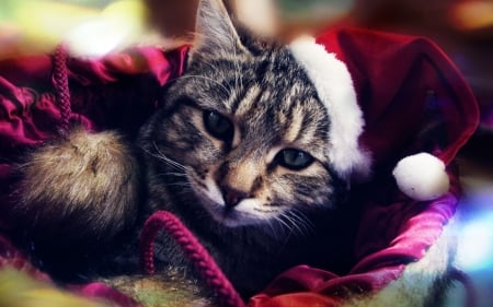 Merry Christmas! - craciun, hat, cat, christmas, white, santa, red, animal, cute