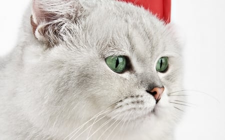 Cat - craciun, hat, cat, christmas, white, santa, green eyes, red, animal