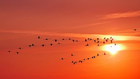 Beautiful Sunset - sky, sun, birds, clouds